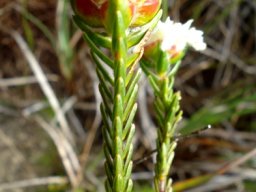 Lachnaea eriocephala leaves